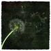 Blowin' In The Wind - Botanical Photographic Study - 5 x 5 Archival Print