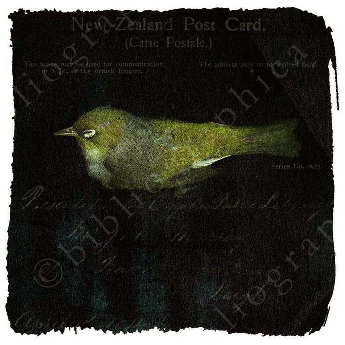 Little White-Eye - Photographic Print - 5 x 5