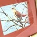 Vintage Bird Print Framed Matted Signed and Numbered Thornbird 1980s