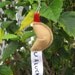 Fortune Cookie Keychain You Are Lucky by PinkFrog4U on Etsy from etsy.com