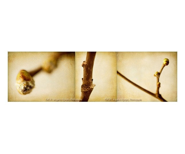Botanical Impressions: Mulberry, 5x18 Color Photograph Triptych