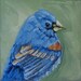 Mini Bird Portrait. Blue Grosbeak.