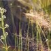 Beauty at the Swamp, Everglades 11x17 Fine Art Photograph