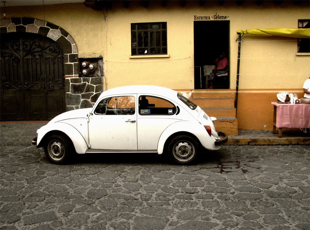 Mexican Beetle 8x10 Fine Art Photography