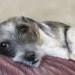 Lily portrait, dog painting 10 x 8 inch photographic print
