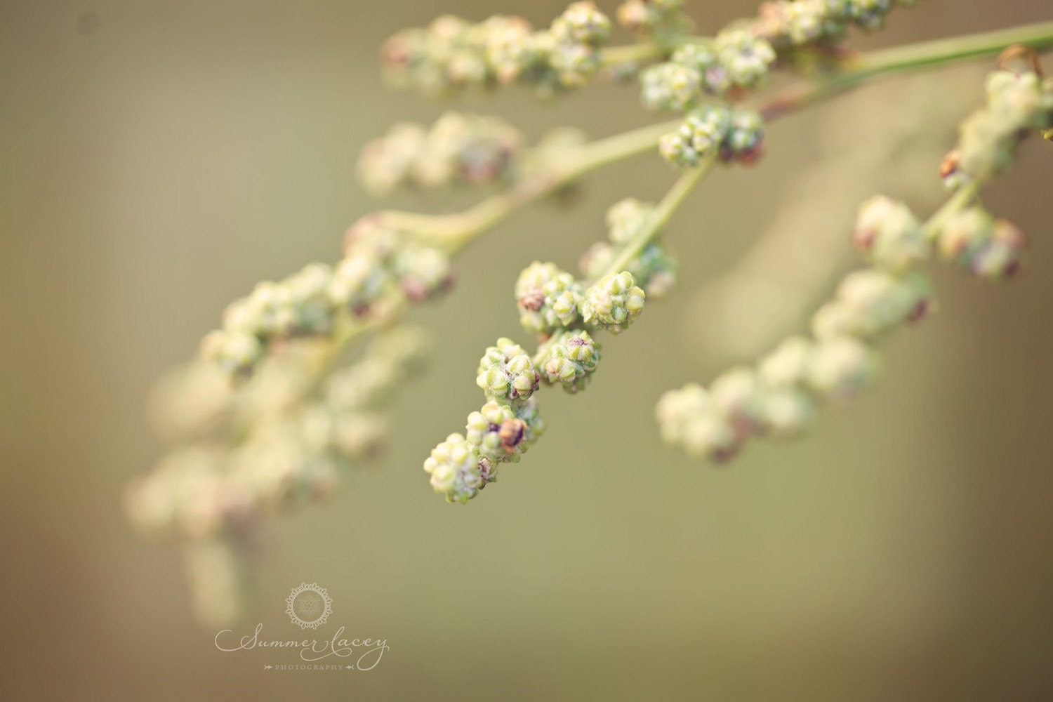 Shades of green - Fine Art - 11x14 - Summertime Wildflower - Original Wall Art