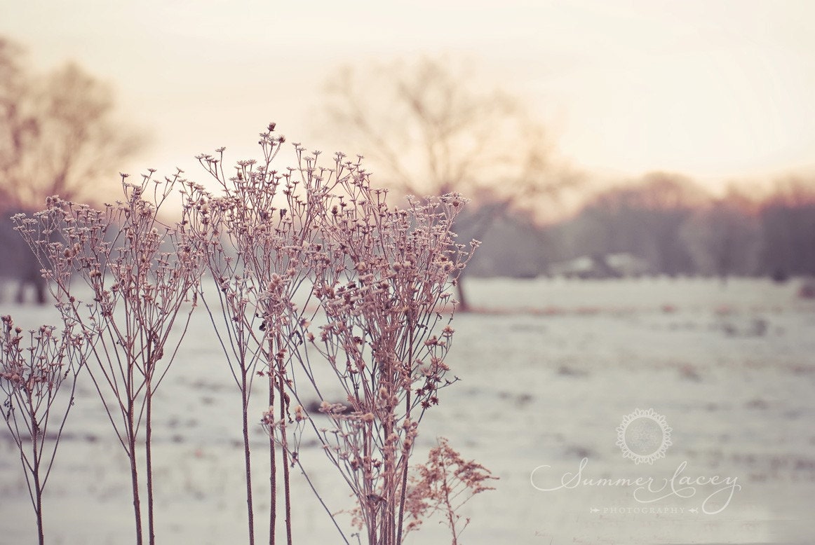 Crisp winter morning - 11x14 Fine Art Print - Crisp Winter Morning Original Wall Art - January Sunrise