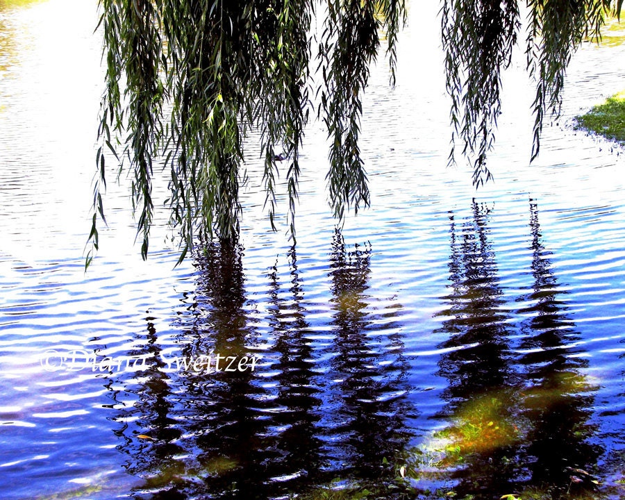 Weeping Willow Reflections-Fine Art Photography - 4th photo in Willow Tree Park Series