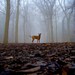 318 MORNING DEW - signed and numbered photo of a german pinscher dog in the woods 14 x 14 cm / 5.5 x 5.5 inch issue