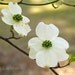 Dogwood Blossoms 8x10 Photograph