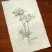 dill botanical line drawing print- 5x7
