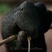 fine art photography, gorilla hands set of 3 photos, holding on, animal, 8x10 photo, black fur, primate hands, StrongylosPhoto