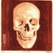 Skull Study