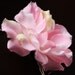 Pink Flower Clip