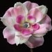 Pink & White Flower Clip