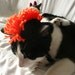CAT HAT Black & Orange Mohawk -  ANY Color Made to Order