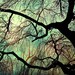 Tree photography green moonlight woodland winter photo - Special Large - Into The Night - Fine Art Nature Photography - 16x20