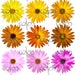 Daisies+flowers+clipart