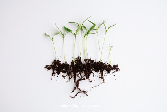 Pepper Sprouts. 8x10. Fine Art Photographic Natural History Print. Minimal simple style. Natural Home Decor. Indoor garden botanical