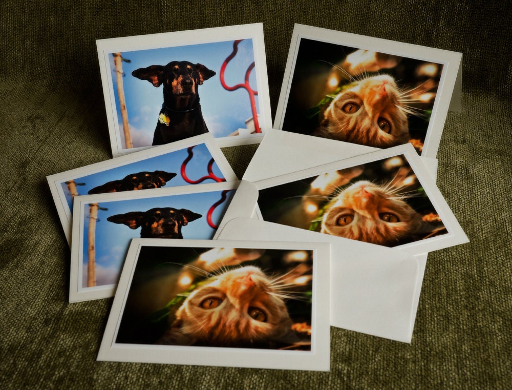 Handmade Note Cards, 6 pack, dog and cat photos recycled paper, ginger cat, doberman, ready to ship