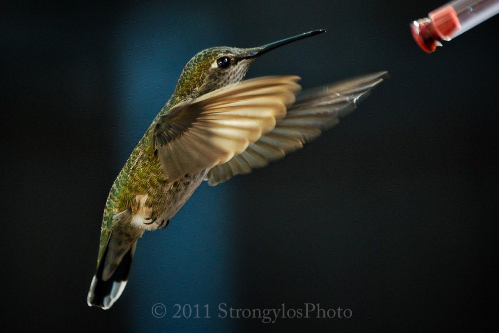 Annas Hummingbird Nature Photography 8x10 print StrongylosPhoto flying bird photo