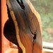 Fe - Desert Ironwood Sculpture