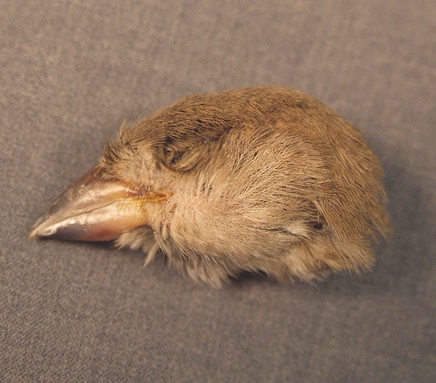 SPARROW HEAD real bird part for taxidermy art, sculpture, doll, puppet, and jewelry making