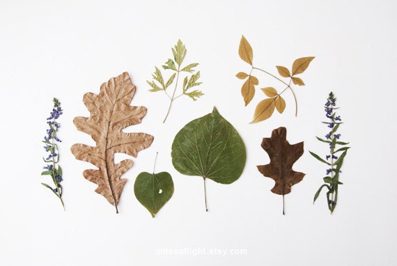 Bits of Autumn - 8x10. Fine Art Photographic Natural History Print. Minimal simple style. Natural Home Decor. Indoor garden botanical