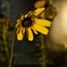 13x19 framed photography yellow daisy flower photo, large ready to hang, poster size photo paper, dreamy, shabby chic, romantic gift for her