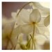 Flower Photograph - Floral Photography - Nature Photograph - Fine Art Photograph - White Light 1