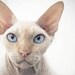 5" x 5" Print, Oliver the Cream Point Devon Rex Cat, Blue Eyes, Big Ears, Pet Portrait, Fine Art Photography by Glennis Siverson