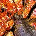 Fall foliage oak tree orange 8x8 metallic photograph print - Fiery Oak