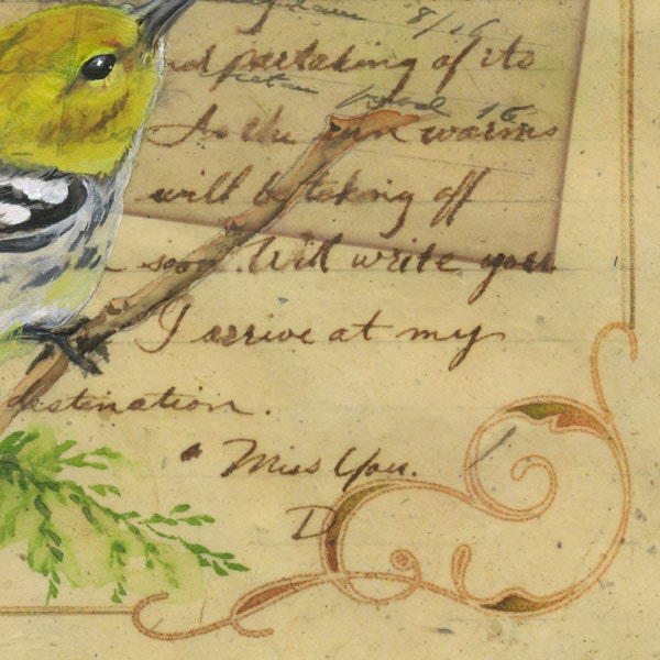 Letter to Chloe 1 - Black-throated Green Warbler