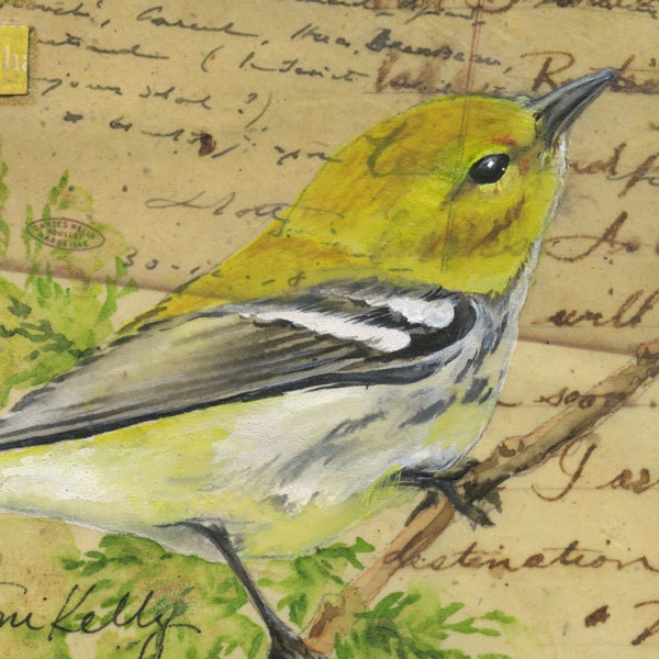 Letter to Chloe 1 - Black-throated Green Warbler