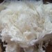 Mary had a little lamb 21 micron Merino Lamb locks for felting or spinning