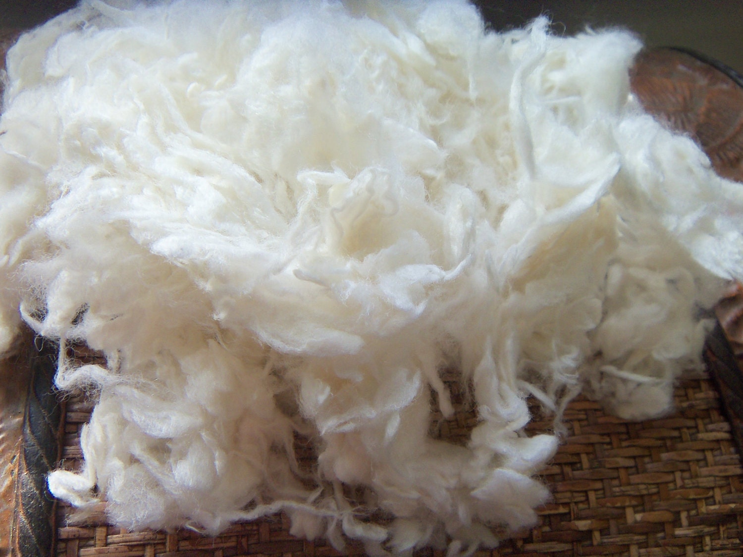 Mary had a little lamb 21 micron Merino Lamb locks for felting or spinning