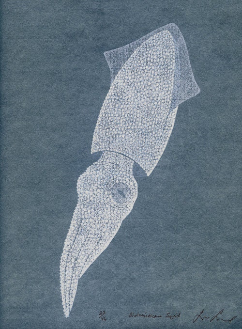Bioluminescent Squid