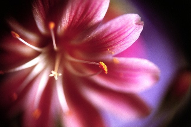 Touching - 8x10 Signed Fine Art Photograph
