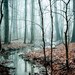 Winding Creek. nature photography . once upon a time . affordable home decor . woodland wall art. featured in Golden Globes gift lounge