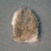 RABBIT TAIL real fur animal part for taxidermy crafts, art projects, costume, and hat making