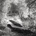 Alligator Dream - Nightmare for Some - 8x10 Signed Fine Art Photograph, Alligators, Florida