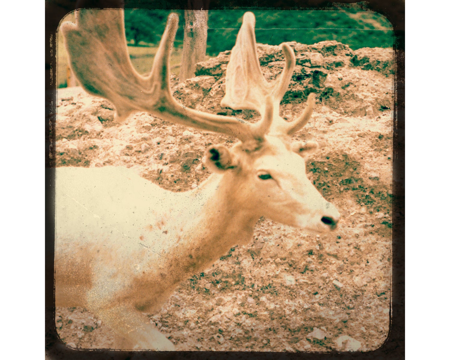 Fallow Deer in White - 8x8 Signed Fine Art Photograph, TTv,