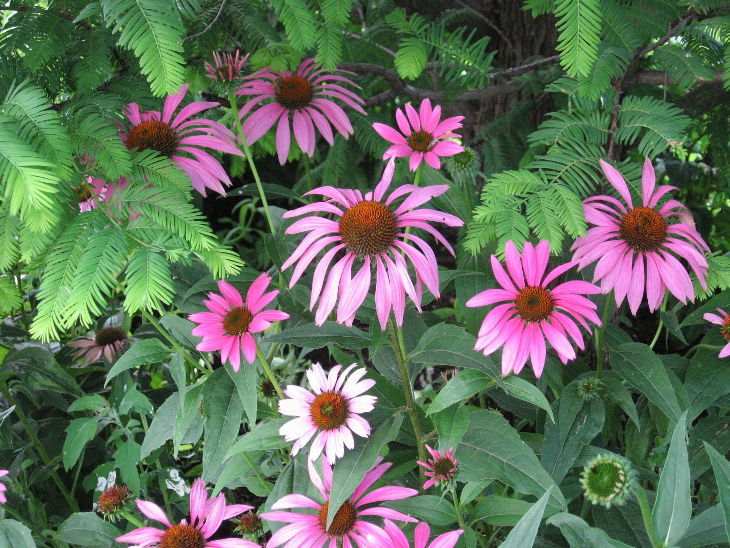 PURPLE CONEFLOWER, Echinacea, 100 seeds, perennial, medicinal, birds and butterflies