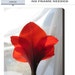 ON SALE, 50% Off , Red  VALENTINE Amaryllis  Photo, 16 X 20, Poster Print,  Fine Art Photograph
