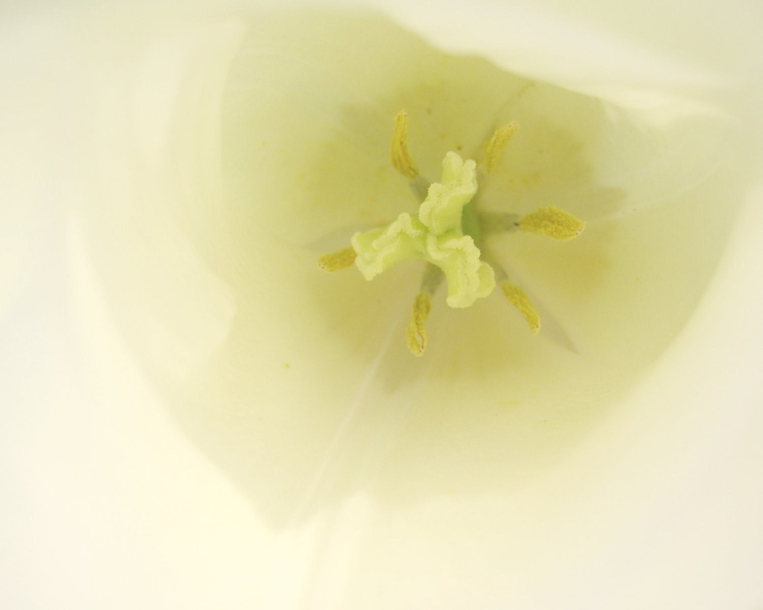 Tulip Photograph 8X10 White yellow Spring Flower Print Macro Modern Nature Photography