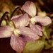 VIOLETS ARE VIOLET - Artisan Perfume oil