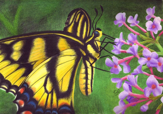 Swallowtail Summer ACEO limited edition of 30