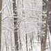 Snowy Woodlands - 8x10 Original Fine Art Print - Snowy woods - Winter in January - Snow Day Original Wall Art