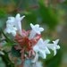 ALL THAT JAZZ - Artisan Perfume Oil