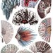 Digital Vintage Images: 10 French Vintage Fans for Collage, Design, Scrapbooking